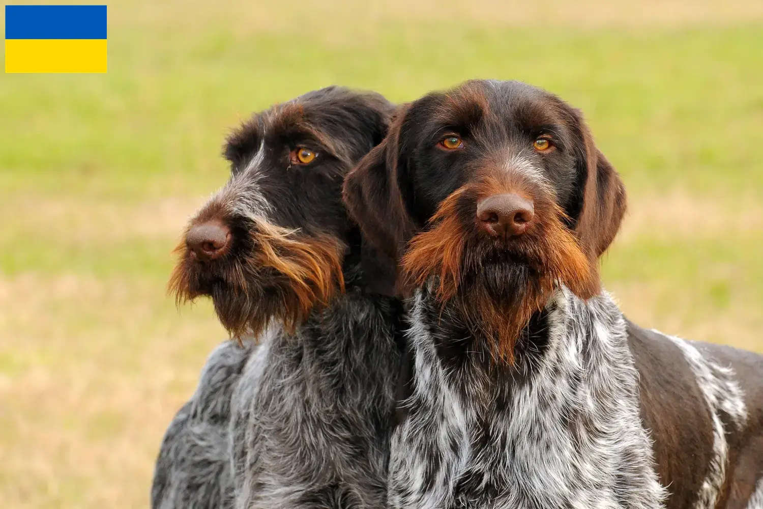 Read more about the article German Wirehair crescători și căței în Ucraina