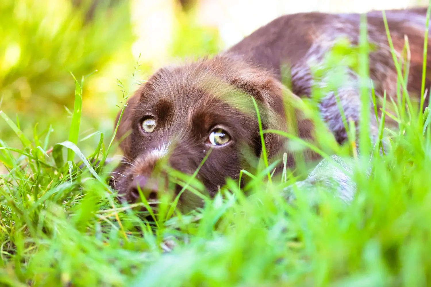 Cumpărarea unui cățel German Wirehair înseamnă asumarea responsabilității! Cumpărați căței German Wirehaired.