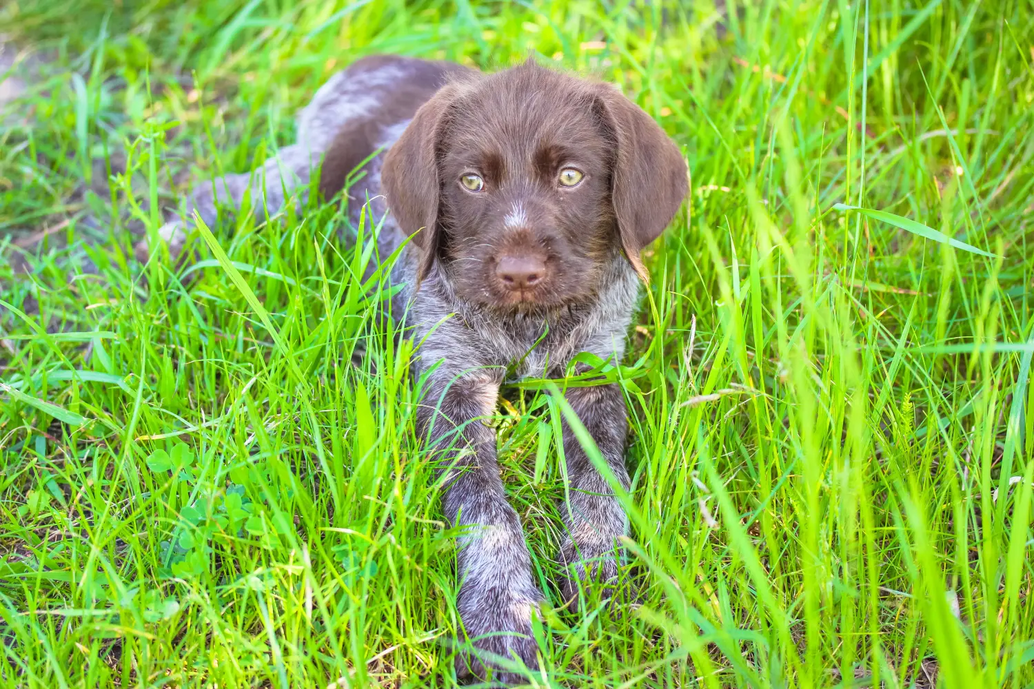 Cumpărarea unui cățel German Wirehair înseamnă asumarea responsabilității! Cumpărați căței German Wirehaired.
