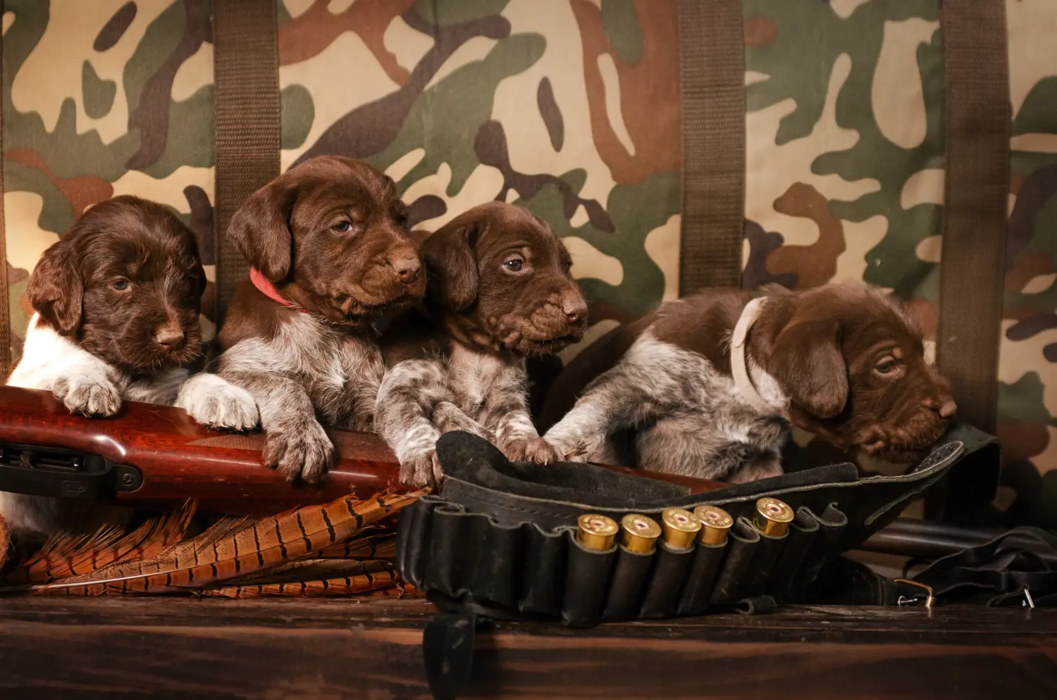 Cumpărarea unui cățel German Wirehair înseamnă asumarea responsabilității! Cumpărați căței German Wirehaired.