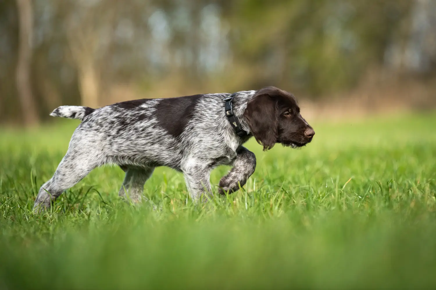 Cumpărarea unui cățel German Wirehair înseamnă asumarea responsabilității! Cumpărați căței German Wirehaired.