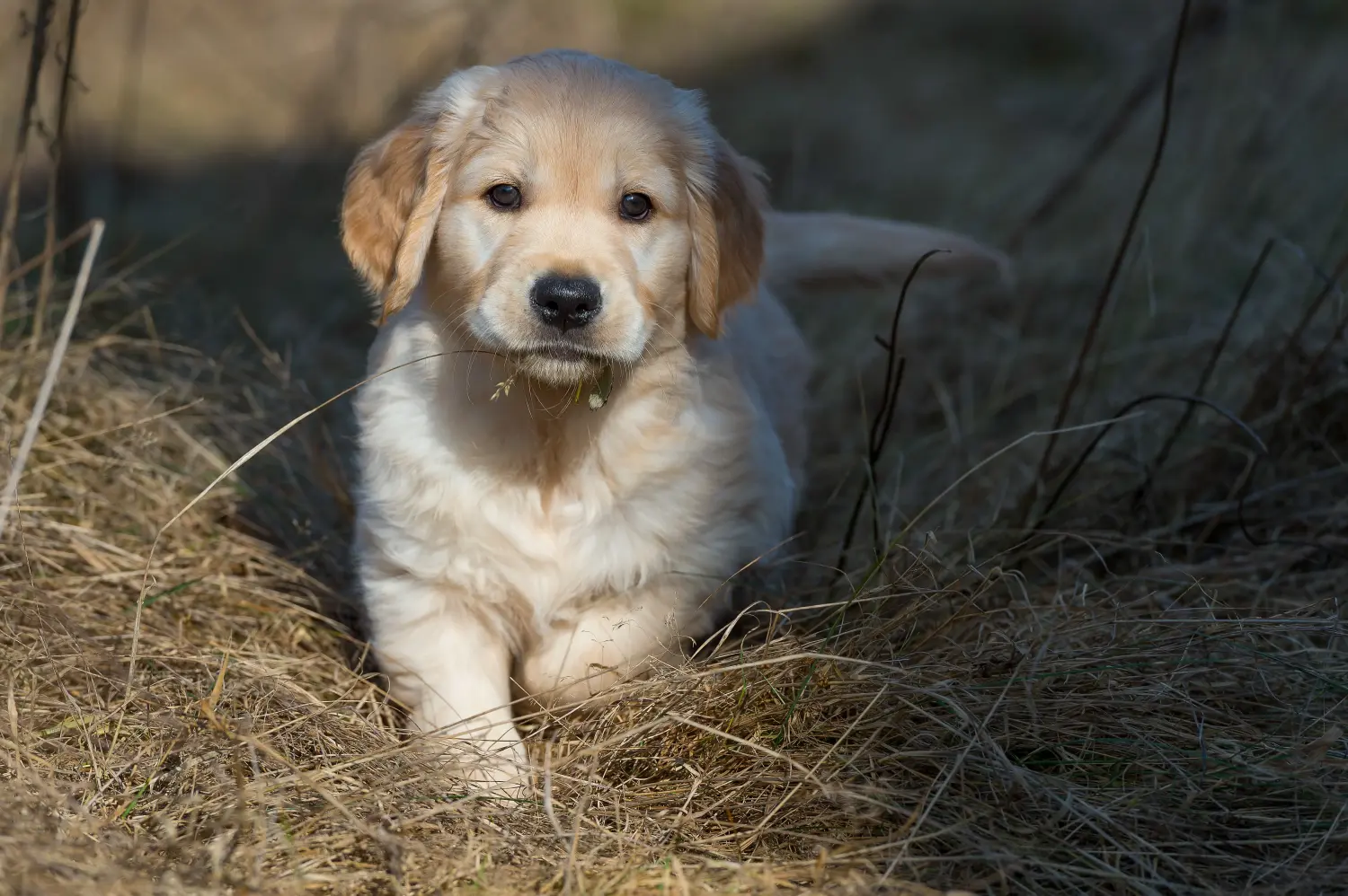 Cumpărarea unui cățel Golden Retriever înseamnă asumarea responsabilității! Cumpărați cățeluși Golden Retriever.