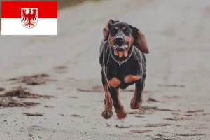 Read more about the article Gończy Polski crescători și căței în Brandenburg