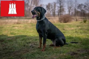Read more about the article Gończy Polski crescători și căței în Hamburg