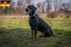 Read more about the article Gończy Polski crescători și căței în Saarland