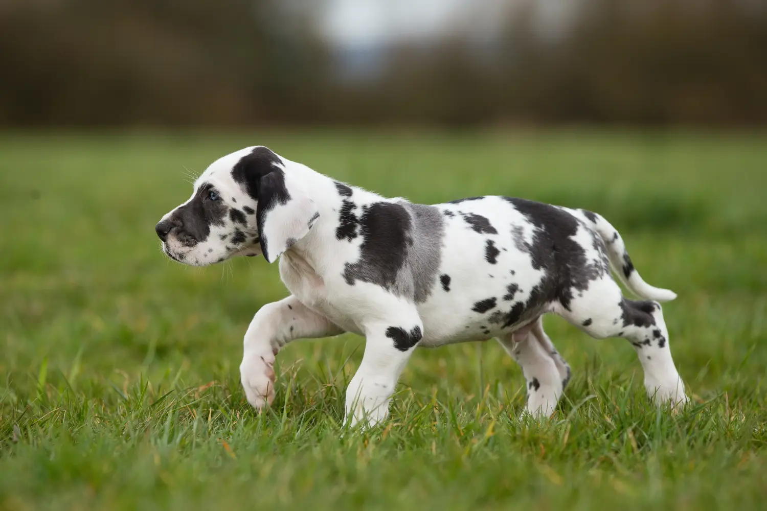Cumpărarea unui cățel Danez Mare înseamnă asumarea responsabilității! Cumpărați cățeluși Great Dane.