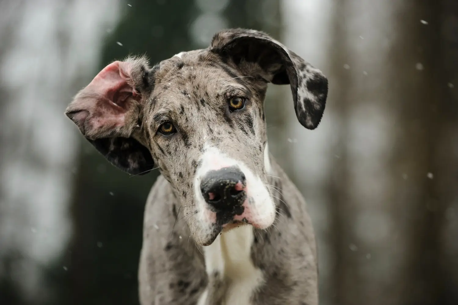 Cumpărarea unui cățel Danez Mare înseamnă asumarea responsabilității! Cumpărați cățeluși Great Dane.