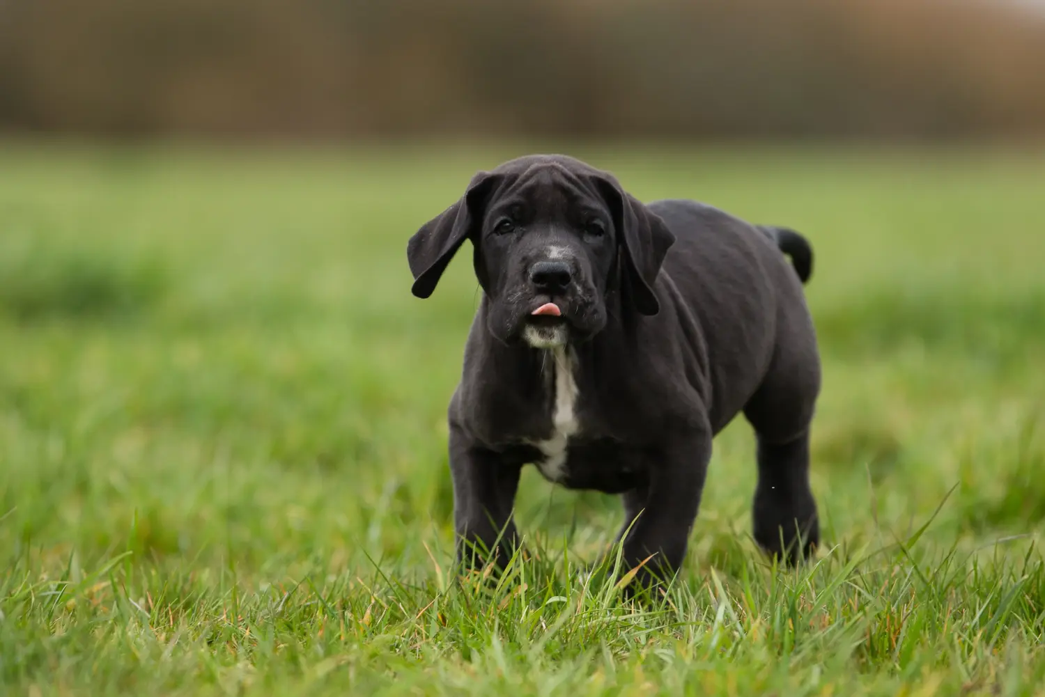 Cumpărarea unui cățel Danez Mare înseamnă asumarea responsabilității! Cumpărați cățeluși Great Dane.