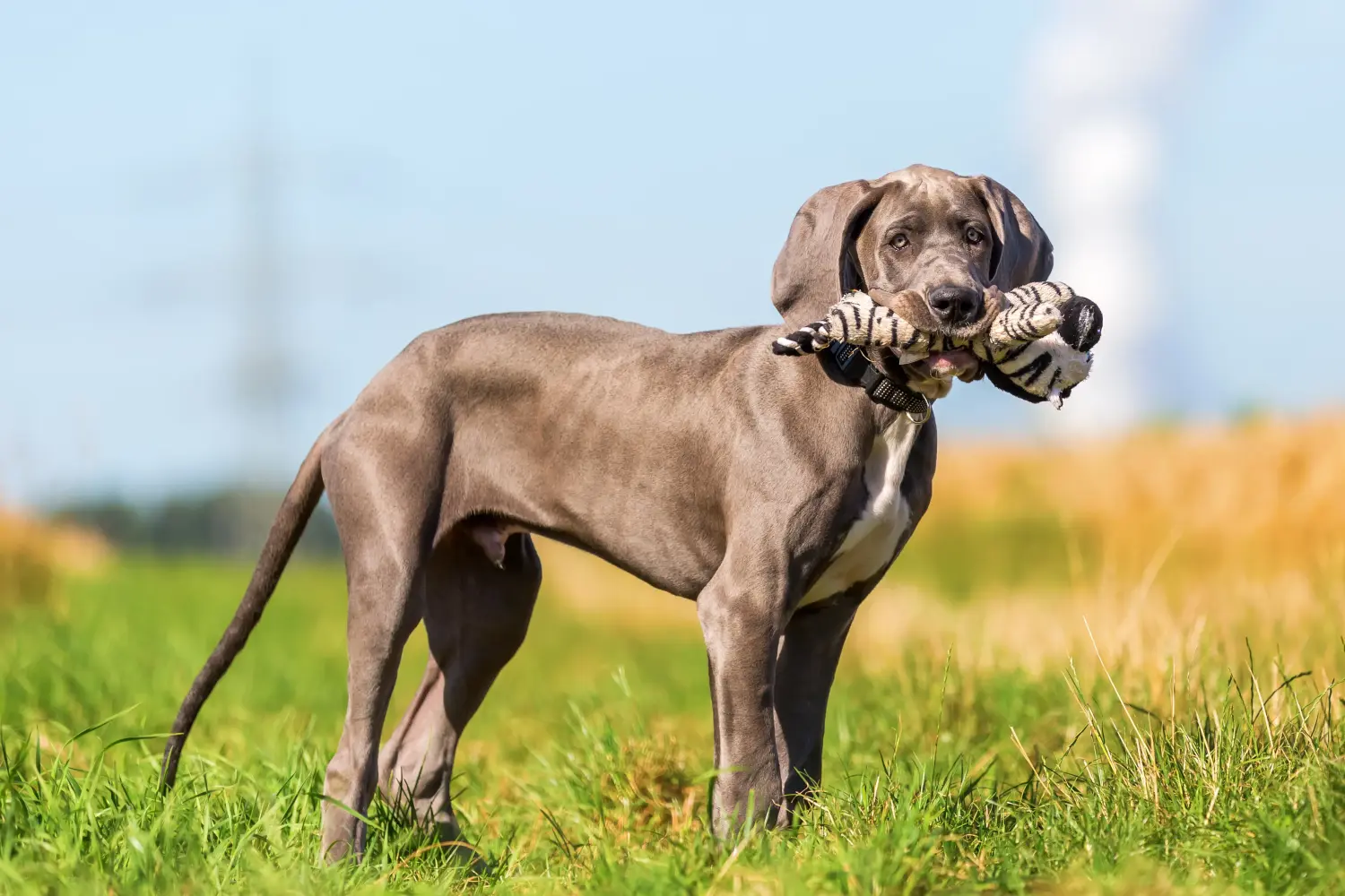 Cumpărarea unui cățel Danez Mare înseamnă asumarea responsabilității! Cumpărați cățeluși Great Dane.