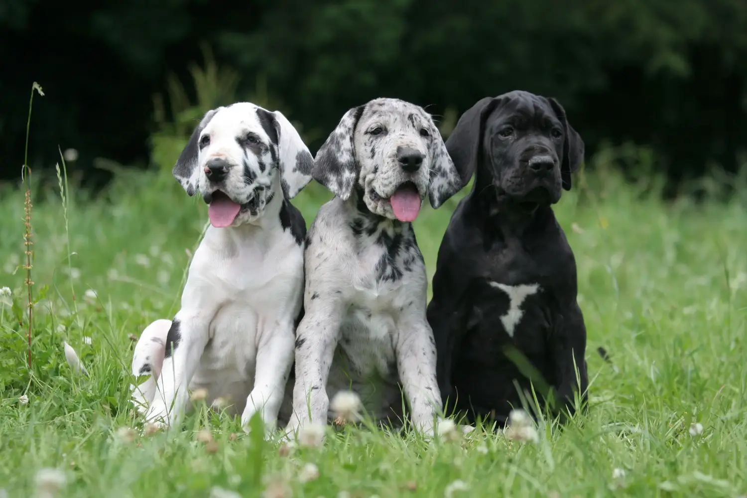 Cumpărarea unui cățel Danez Mare înseamnă asumarea responsabilității! Cumpărați cățeluși Great Dane.