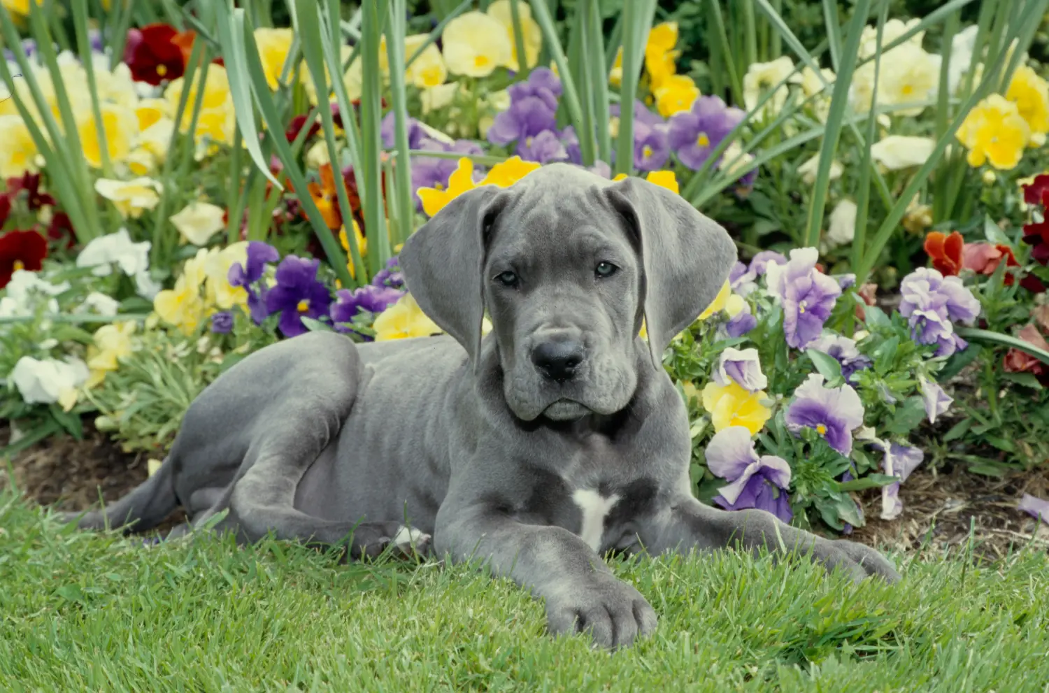 Cumpărarea unui cățel Danez Mare înseamnă asumarea responsabilității! Cumpărați cățeluși Great Dane.