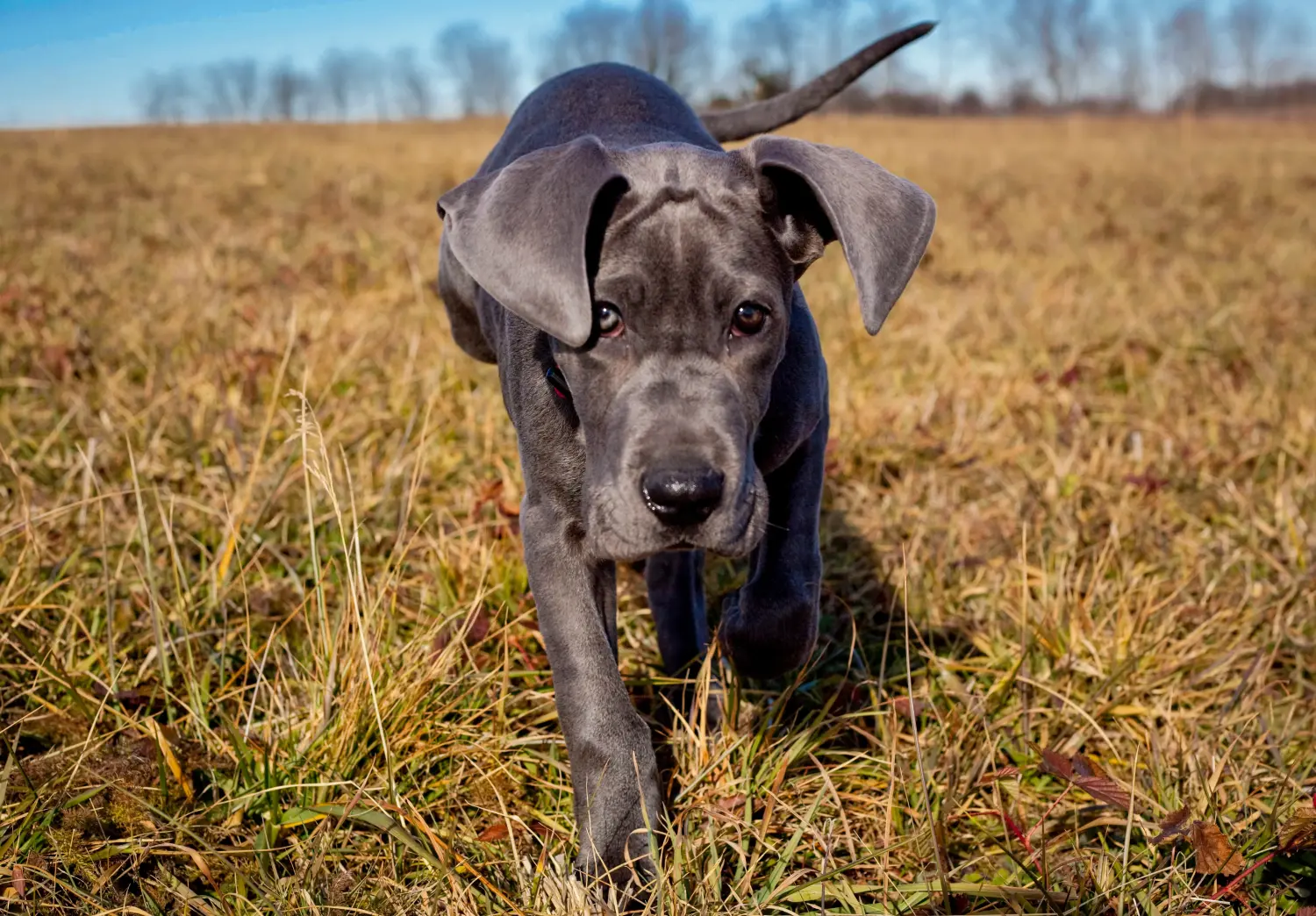 Cumpărarea unui cățel Danez Mare înseamnă asumarea responsabilității! Cumpărați cățeluși Great Dane.