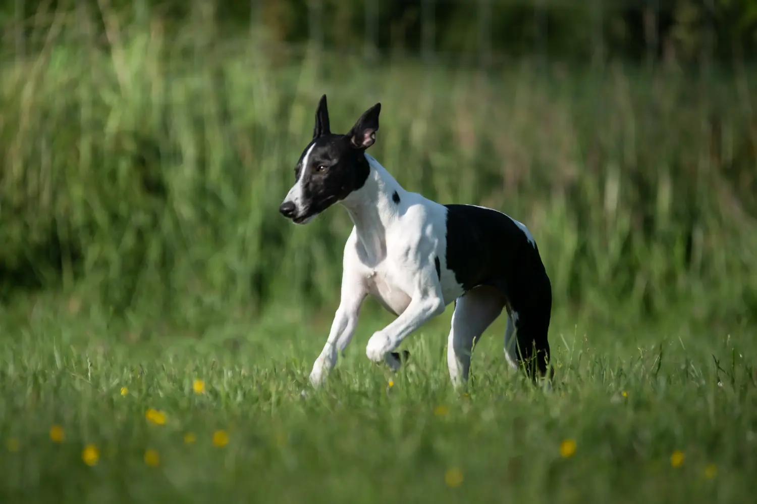 Cumpărarea unui cățeluș greyhound înseamnă asumarea responsabilității! Cumpărați căței greyhound.