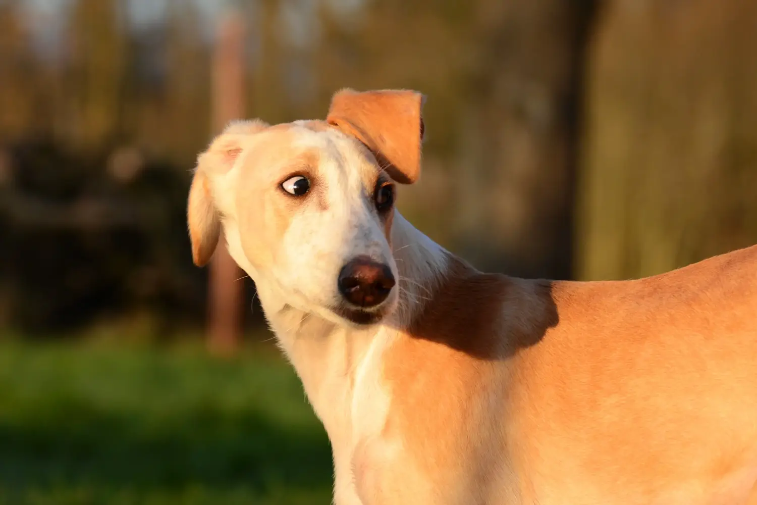 Cumpărarea unui cățeluș greyhound înseamnă asumarea responsabilității! Cumpărați căței greyhound.