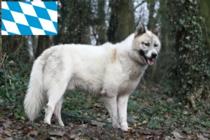 Read more about the article Crescători de câini și căței din Groenlanda în Bavaria