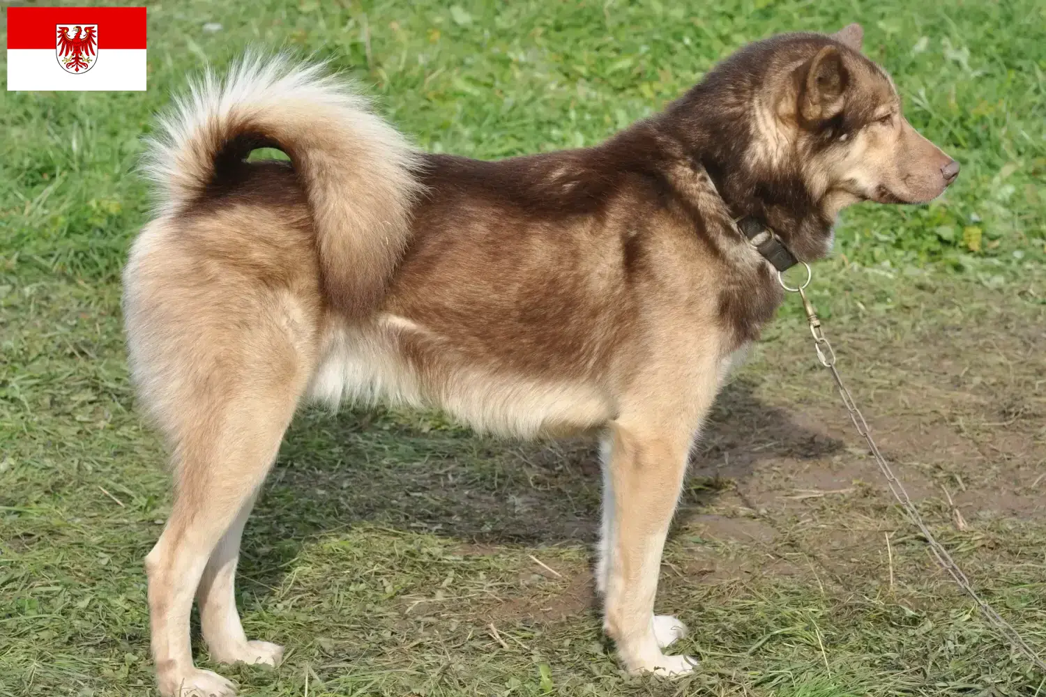 Read more about the article Crescători de câini și căței din Brandenburg