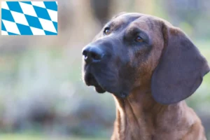 Read more about the article Hannoverscher Schweißhund crescători și căței în Bavaria