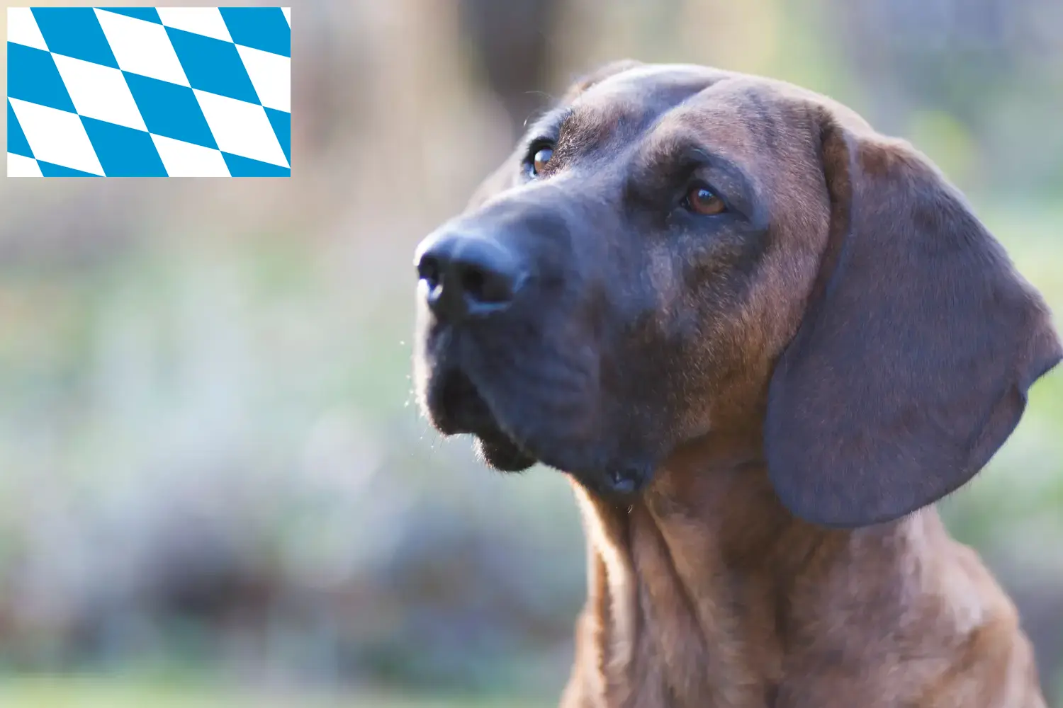 Hannoverscher Schweißhund căței și crescători Bavaria Aici puteți găsi crescători de câini Hanoverian Welding din Bavaria.