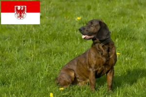 Read more about the article Hannoverscher Schweißhund crescători și căței în Brandenburg