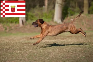 Read more about the article Hannoverscher Schweißhund crescători și căței în Bremen