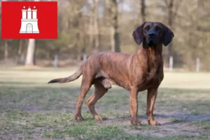 Read more about the article Hannoverscher Schweißhund crescători și căței în Hamburg