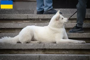 Read more about the article Hokkaido crescători și căței în Ucraina