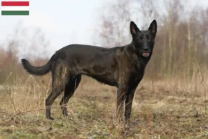 Read more about the article Hollandse Herdershond crescători și căței în Ungaria