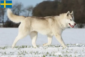 Read more about the article Crescători de husky și căței în Suedia