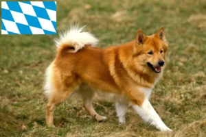 Read more about the article Crescători de câini islandezi și căței în Bavaria