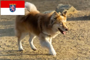 Read more about the article Crescători de câini islandezi și căței în Hessen