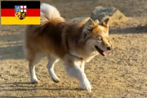 Read more about the article Crescători de câini islandezi și căței în Saarland
