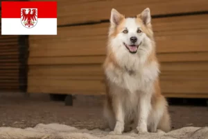 Read more about the article Crescători de câini islandezi și căței în Brandenburg