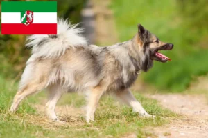 Read more about the article Crescători de câini islandezi și căței în Renania de Nord-Westfalia