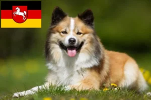 Read more about the article Crescători de câini islandezi și căței în Saxonia Inferioară