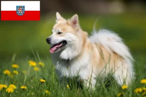 Read more about the article Crescători de câini islandezi și căței în Thuringia