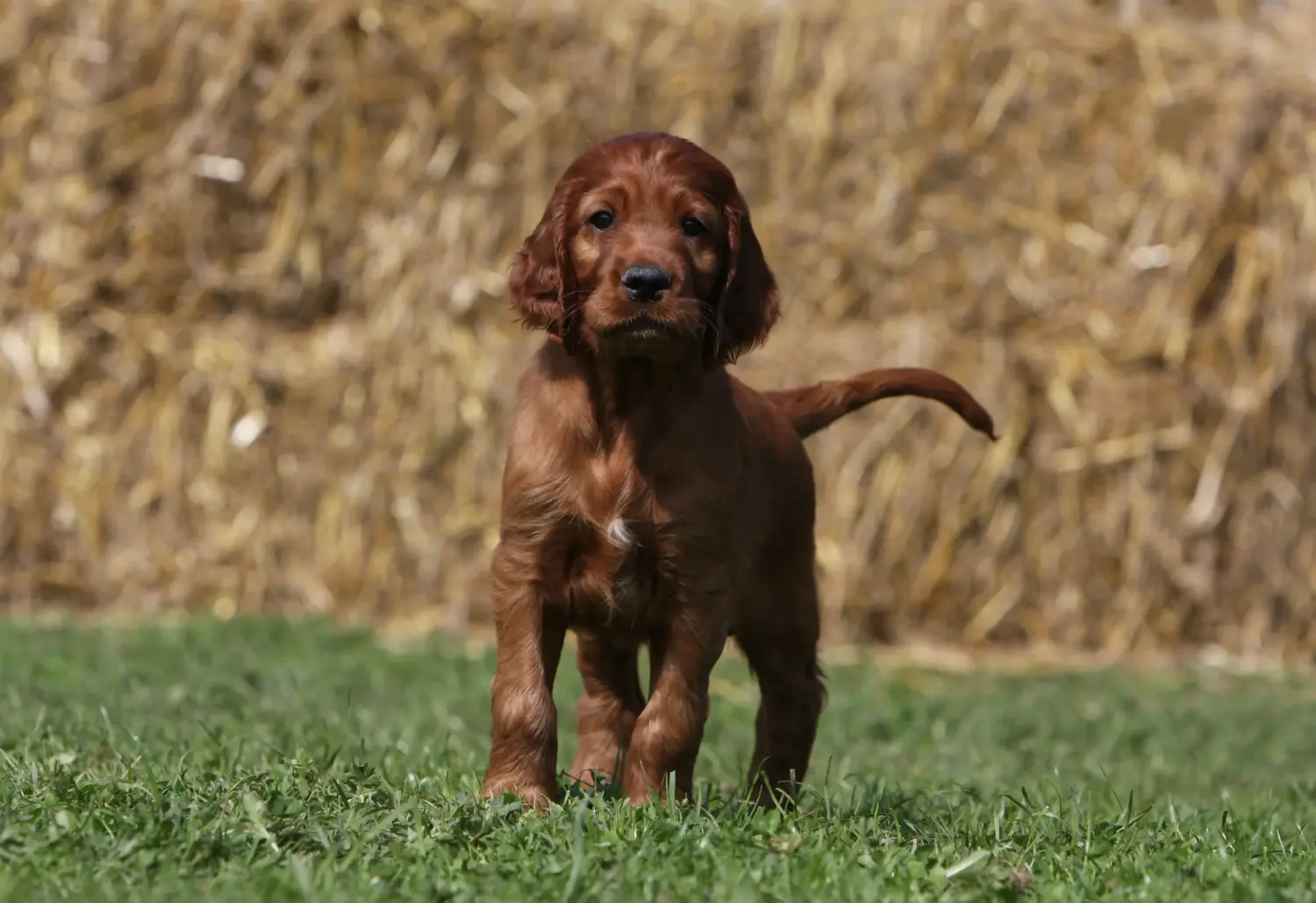 Cumpărarea unui cățeluș Setter roșu irlandez înseamnă asumarea responsabilității! Cumpărați cățeluși irlandezi Red Setter.