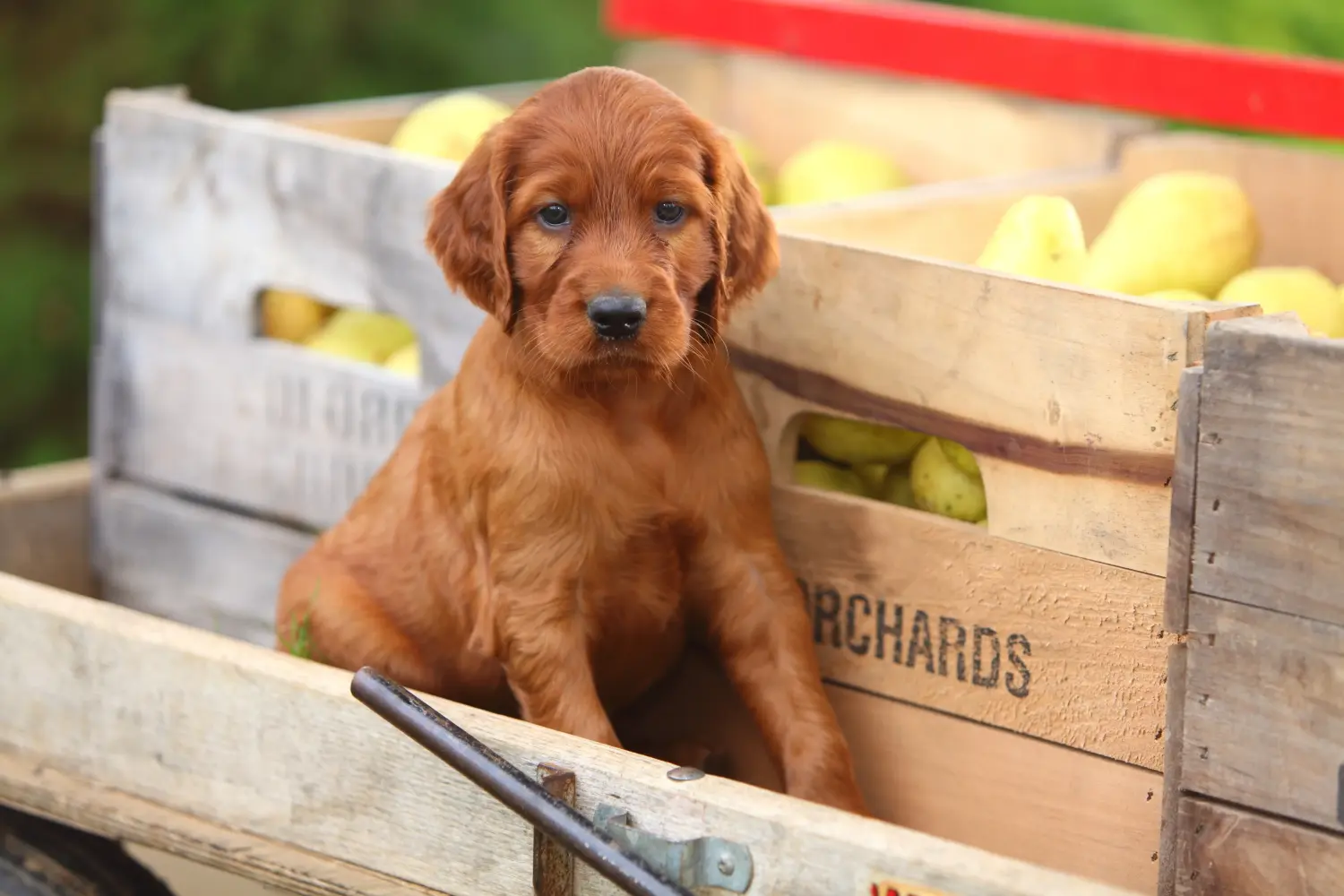 Cumpărarea unui cățeluș Setter roșu irlandez înseamnă asumarea responsabilității! Cumpărați cățeluși irlandezi Red Setter.