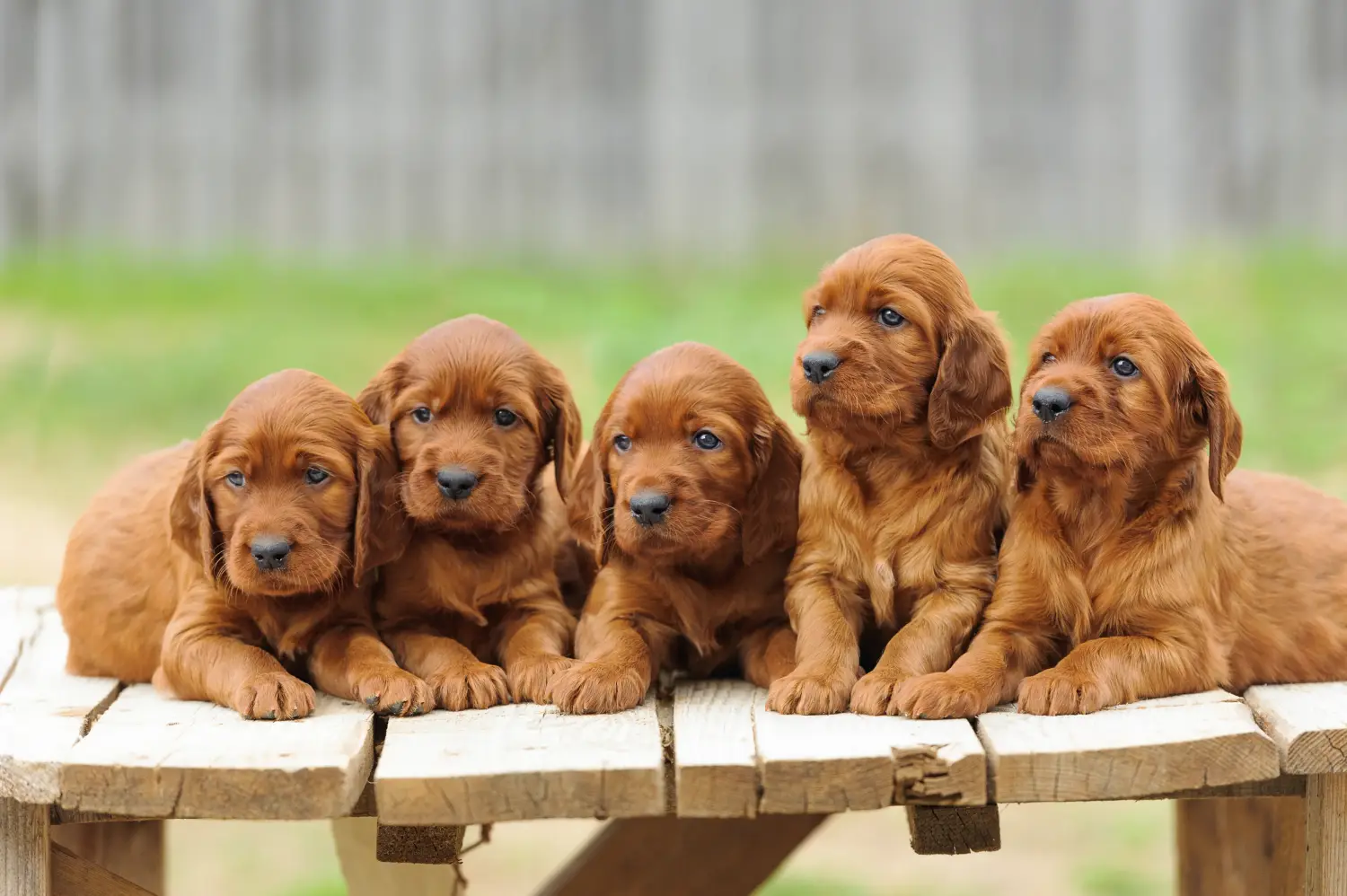 Cumpărarea unui cățeluș Setter roșu irlandez înseamnă asumarea responsabilității! Cumpărați cățeluși irlandezi Red Setter.