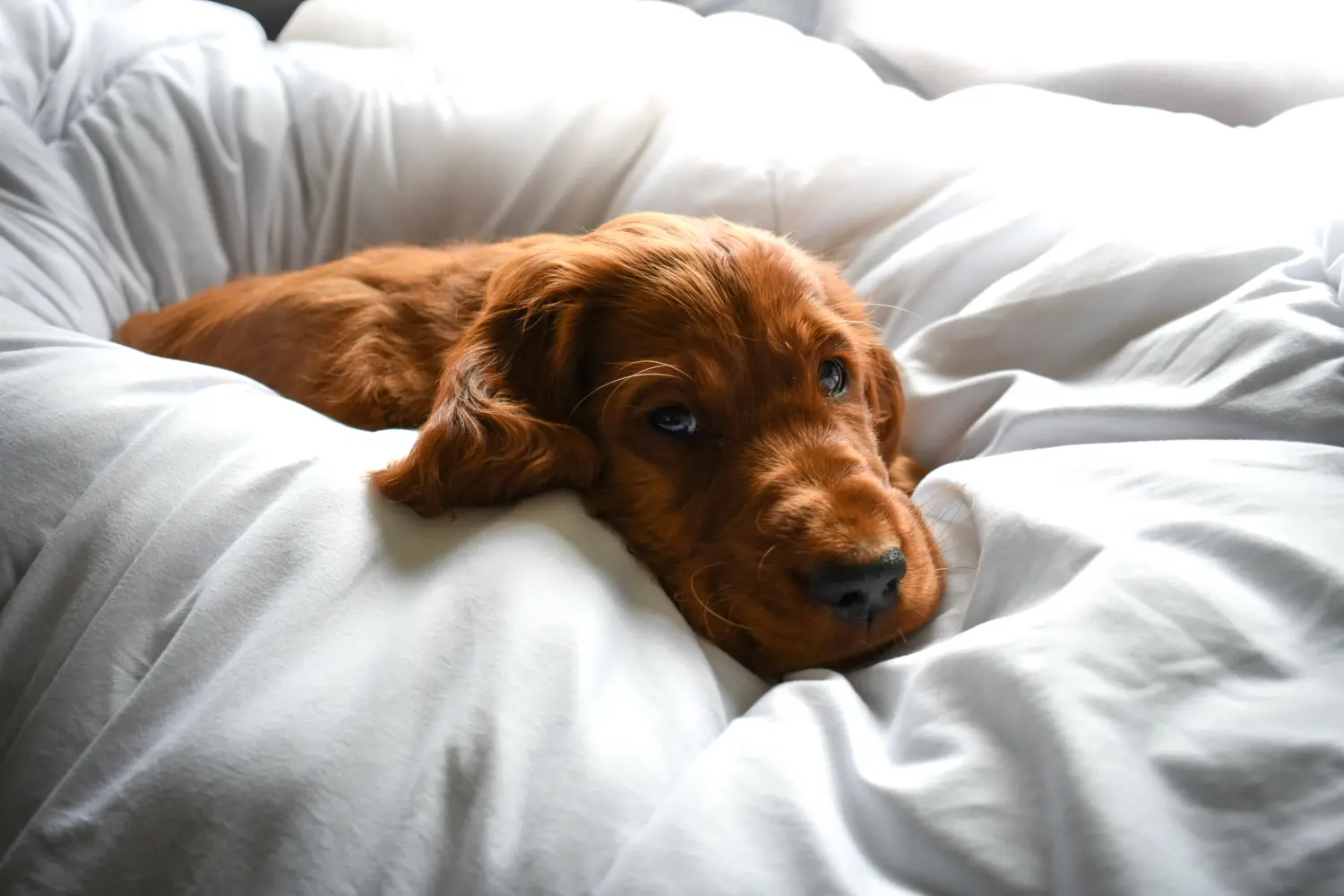 Cumpărarea unui cățeluș Setter roșu irlandez înseamnă asumarea responsabilității! Cumpărați cățeluși irlandezi Red Setter.