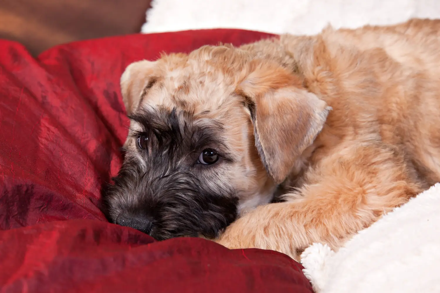 Cumpărarea unui cățeluș Irish Soft Coated Wheaten Terrier înseamnă asumarea responsabilității! Cumpărați căței Irish Soft Coated Wheaten Terrier.