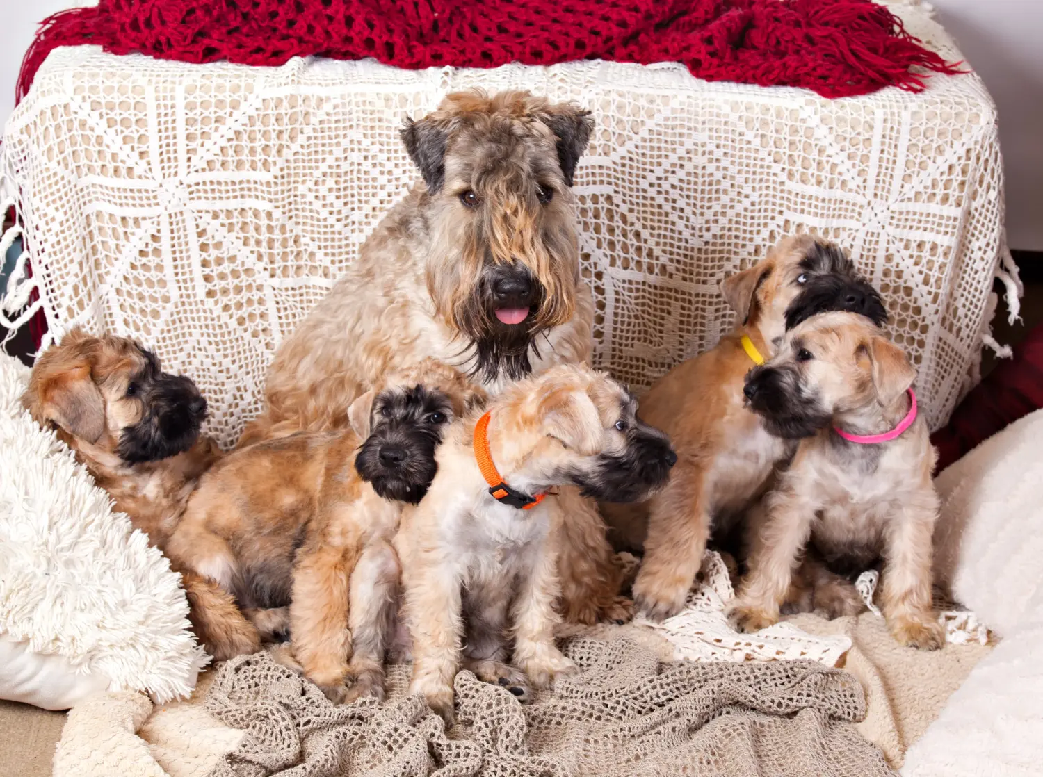 Cumpărarea unui cățeluș Irish Soft Coated Wheaten Terrier înseamnă asumarea responsabilității! Cumpărați căței Irish Soft Coated Wheaten Terrier.