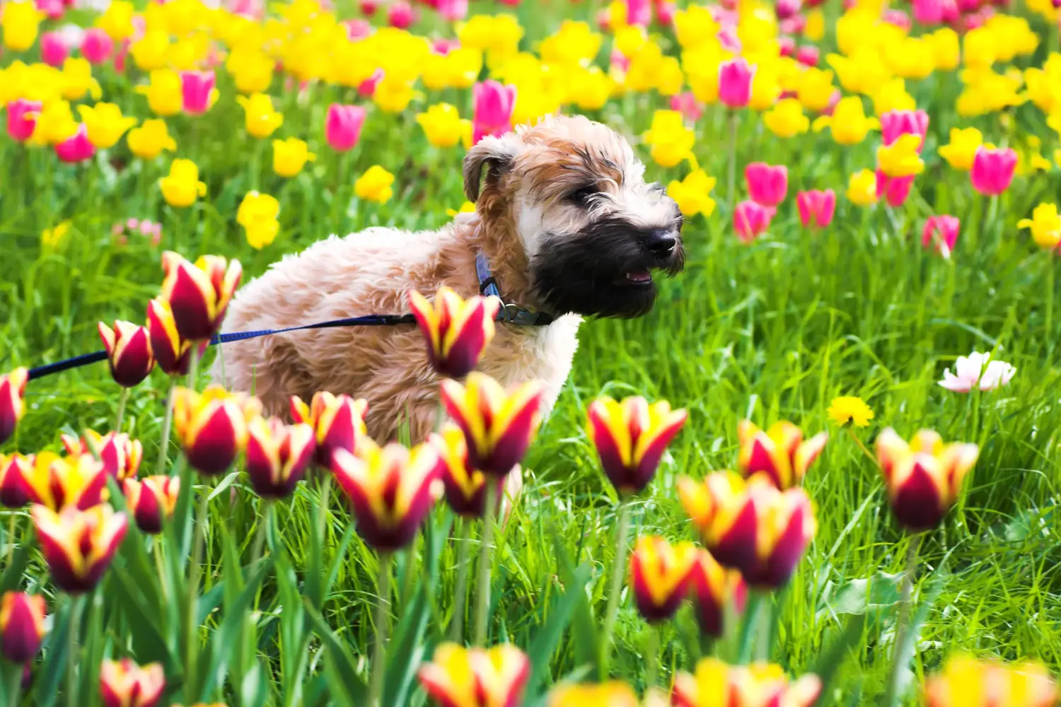 Cumpărarea unui cățeluș Irish Soft Coated Wheaten Terrier înseamnă asumarea responsabilității! Cumpărați căței Irish Soft Coated Wheaten Terrier.