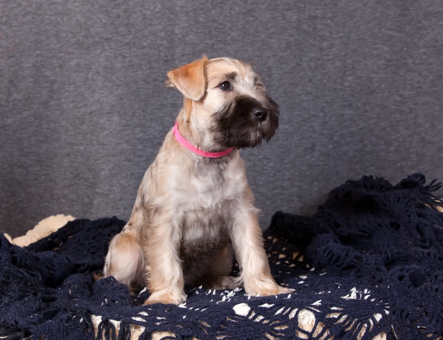 Cumpărarea unui cățeluș Irish Soft Coated Wheaten Terrier înseamnă asumarea responsabilității! Cumpărați căței Irish Soft Coated Wheaten Terrier.