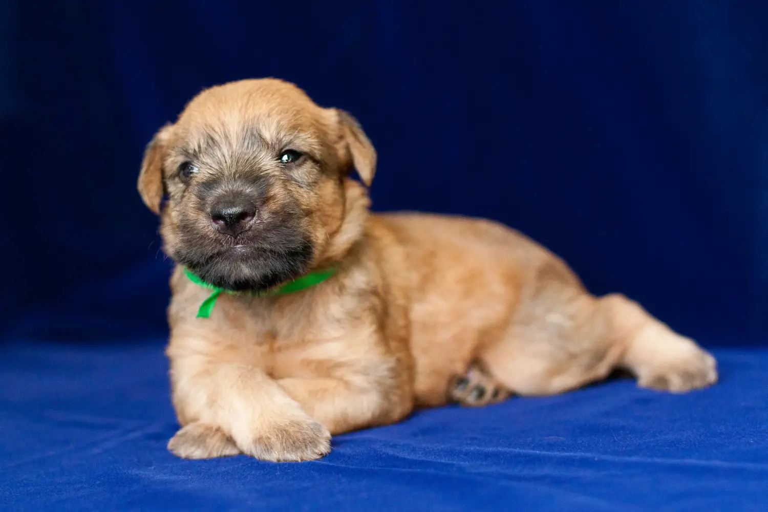 Cumpărarea unui cățeluș Irish Soft Coated Wheaten Terrier înseamnă asumarea responsabilității! Cumpărați căței Irish Soft Coated Wheaten Terrier.