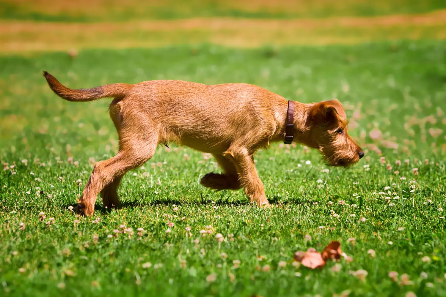 Cumpărarea unui cățeluș Terrier irlandez înseamnă asumarea responsabilității! Cumpărați cățeluși Terrier irlandez.