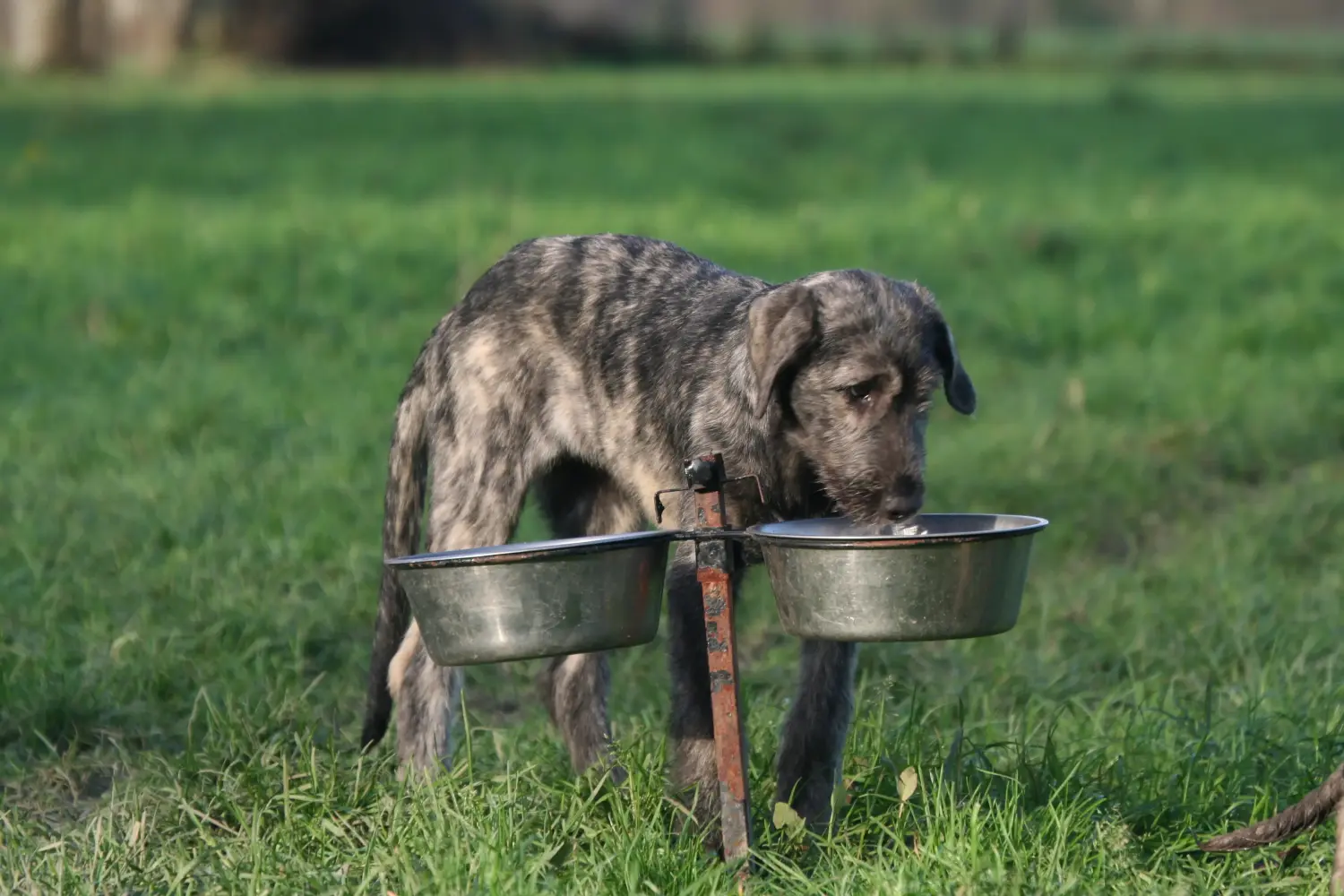 Cumpărarea unui cățel Wolfhound irlandez înseamnă asumarea responsabilității! Cumpărați căței Wolfhound irlandez.