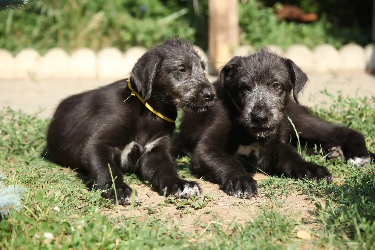 Cumpărarea unui cățel Wolfhound irlandez înseamnă asumarea responsabilității! Cumpărați căței Wolfhound irlandez.