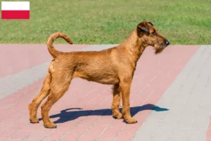 Read more about the article Crescători de Terrier irlandez și căței în Polonia