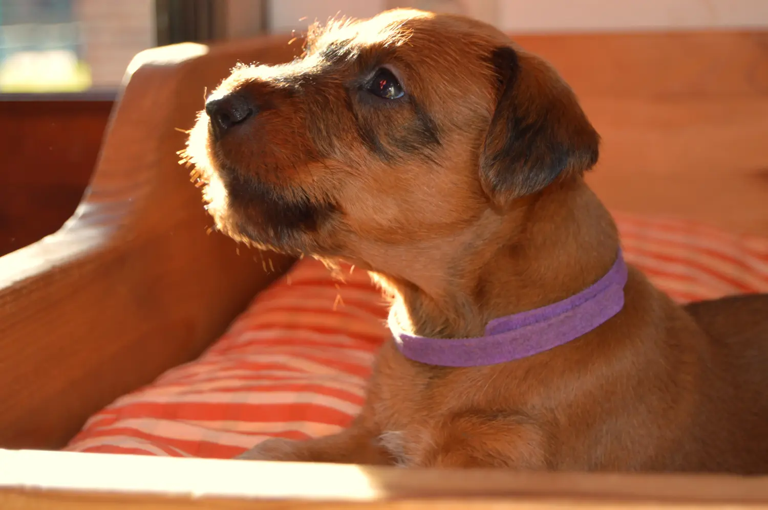 Cumpărarea unui cățeluș Terrier irlandez înseamnă asumarea responsabilității! Cumpărați cățeluși Terrier irlandez.