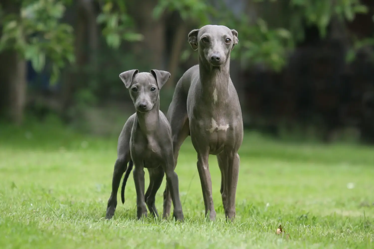 Cumpărarea unui cățel Greyhound italian înseamnă asumarea responsabilității! Cumpărați cățeluși italieni cu clopoței de vânt.